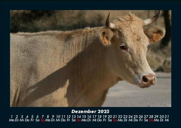 Produktbild: Kuhkalender 2025 Fotokalender DIN A5
