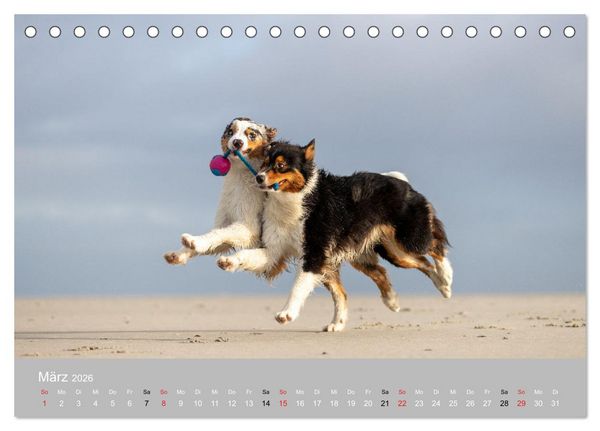 Produktbild: Australian Shepherd 2026 (Tischkalender 2026 DIN A5 quer), CALVENDO Monatskalender