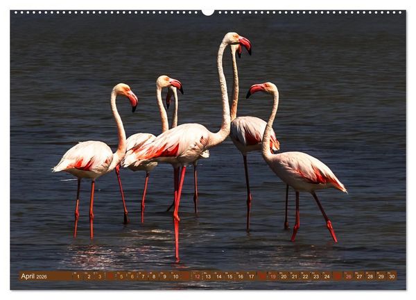 Produktbild: Die Vogelwelt der Camargue (hochwertiger Premium Wandkalender 2026 DIN A2 quer), Kunstdruck in Hochglanz