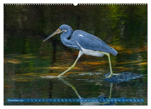 Produktbild: Blaureiher und Dreifarbenreiher (Wandkalender 2026 DIN A2 quer), CALVENDO Monatskalender