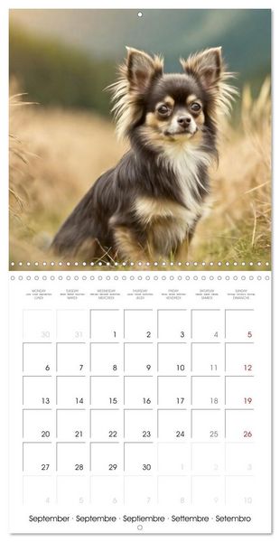 Produktbild: Chihuahuas - Companions for the Whole Year (Wall Calendar 2027 12 &times; 12 Inch) CALVENDO 12 Month Wall Calendar
