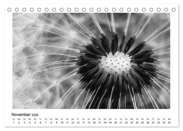 Produktbild: Die grafische Sch&ouml;nheit der Pflanzen &ndash; Schwarz-Wei&szlig; (Tischkalender 2026 DIN A5 quer), CALVENDO Monatskalender