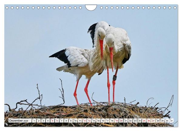 Produktbild: Eine Saison mit Familie Storch (Wandkalender 2026 DIN A4 quer), CALVENDO Monatskalender