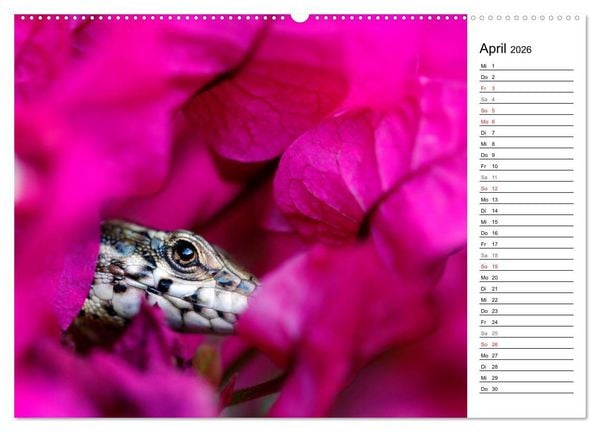 Produktbild: Wildromatisches Korsika (hochwertiger Premium Wandkalender 2026 DIN A2 quer), Kunstdruck in Hochglanz