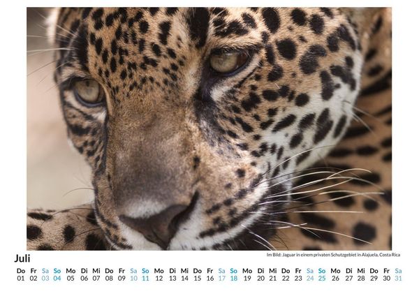 Produktbild: Jaguar