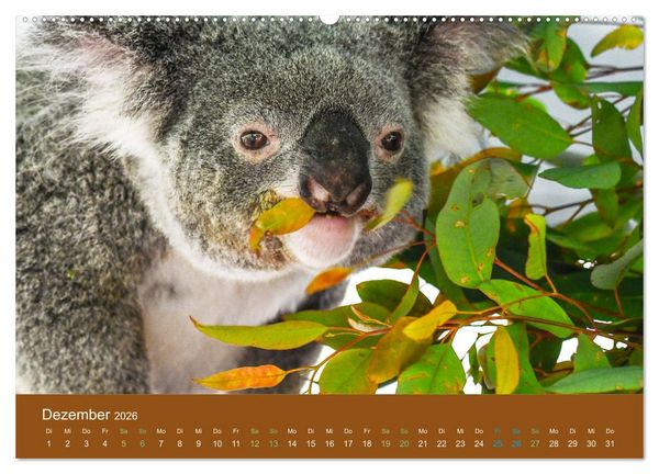 Produktbild: Koalas, putzige Gesellen (Wandkalender 2026 DIN A2 quer), CALVENDO Monatskalender