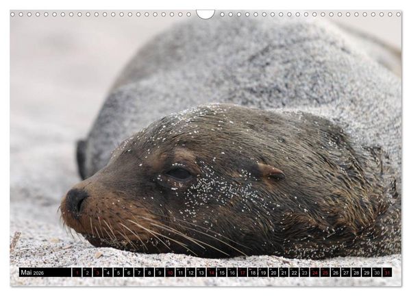 Produktbild: Galapagos Archipel- Faszination Tierwelt (Wandkalender 2026 DIN A3 quer), CALVENDO Monatskalender