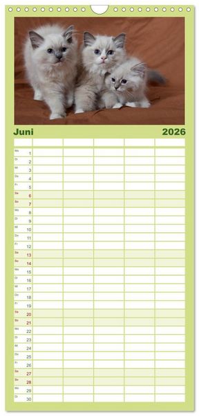 Produktbild: Familienplaner 2026 - Ragdoll Kitten mit 5 Spalten (Wandkalender, 21 x 45 cm) CALVENDO