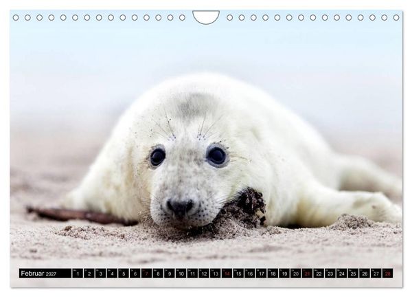 Produktbild: Robbenbabys (Wandkalender 2027 DIN A4 quer), CALVENDO Monatskalender