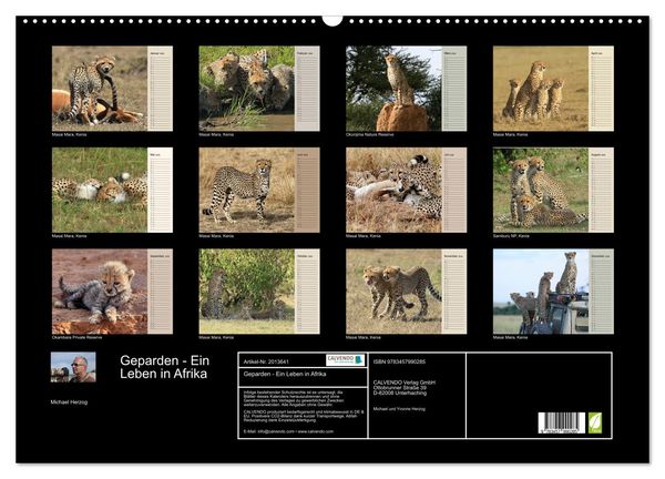 Produktbild: Geparden - Ein Leben in Afrika (Wandkalender 2026 DIN A2 quer), CALVENDO Monatskalender