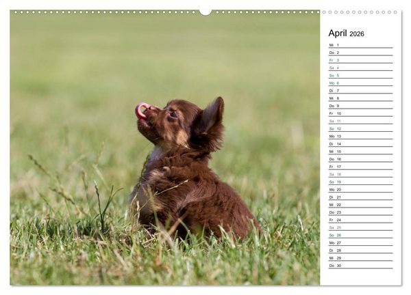 Produktbild: Chihuahuas - kleine Herzensbrecher (hochwertiger Premium Wandkalender 2026 DIN A2 quer), Kunstdruck in Hochglanz