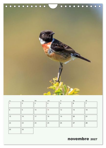 Produktbild: Voyage ornithologique (Calendrier mural 2027 DIN A4 horizontal), CALVENDO calendrier mensuel