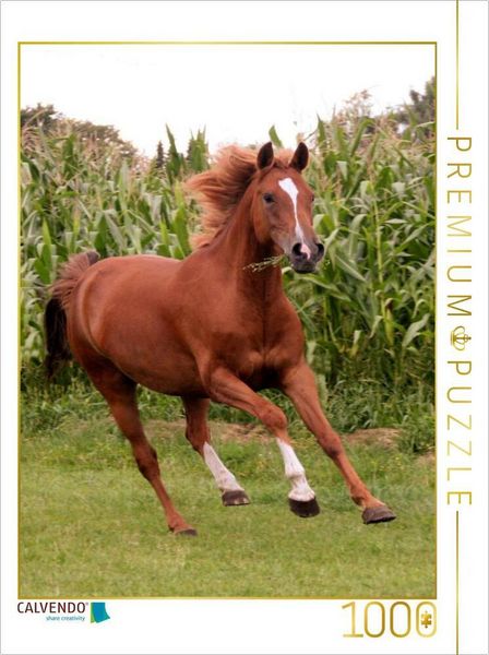 CALVENDO Puzzle Ein Motiv aus dem Kalender Pferde ... fliegen ohne Flügel | 1000 Teile Lege-Größe 64x48cm Foto-Puzzle für glückliche Stunden