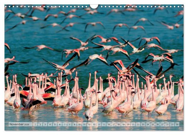 Produktbild: Afrikas Tierwelt Christian Heeb (Wandkalender 2026 DIN A3 quer), CALVENDO Monatskalender