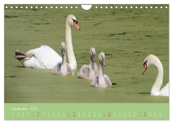 Produktbild: Schwanenfamilie, vom Ei bis zum Fliegen. (Wandkalender 2026 DIN A4 quer), CALVENDO Monatskalender