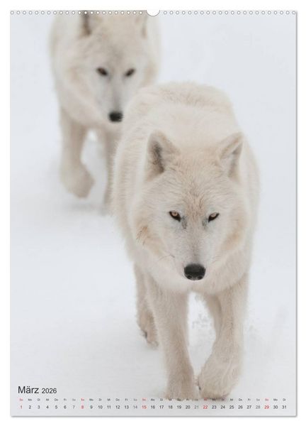 Produktbild: Emotionale Momente: Der Wolf. (hochwertiger Premium Wandkalender 2026 DIN A2 hoch), Kunstdruck in Hochglanz