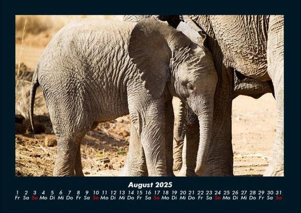 Produktbild: Elefanten - Die sanften Riesen Afrikas 2025 Fotokalender DIN A4