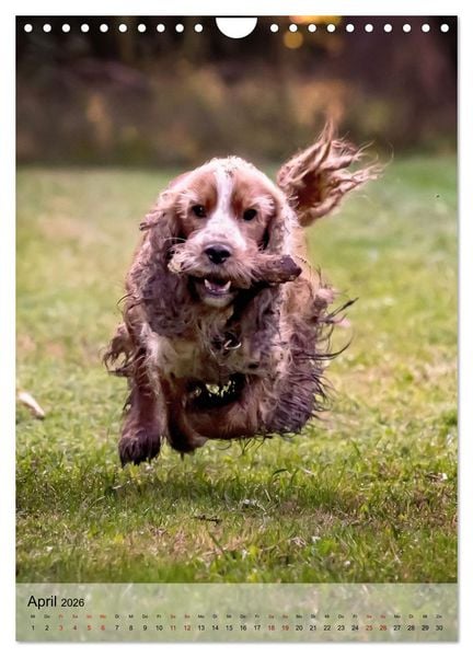 Produktbild: Witzige Hunde (Wandkalender 2026 DIN A4 hoch), CALVENDO Monatskalender