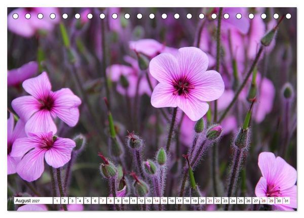 Produktbild: Bl&uuml;tenzauber auf Madeira. Wildblumen und Ziergew&auml;chse (Tischkalender 2027 DIN A5 quer), CALVENDO Monatskalender