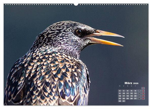 Produktbild: NATUR PUR - Singv&ouml;gel ganz nah (hochwertiger Premium Wandkalender 2026 DIN A2 quer), Kunstdruck in Hochglanz