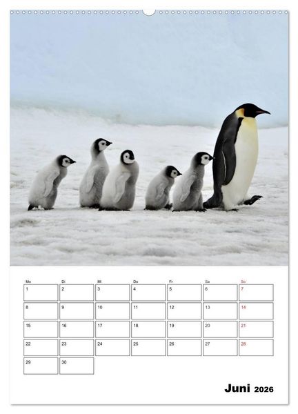 Produktbild: Pinguine. Familiengl&uuml;ck im Eis (Wandkalender 2026 DIN A2 hoch), CALVENDO Monatskalender