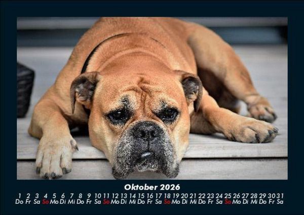 Produktbild: Der Hundekalender 2026 Fotokalender DIN A5