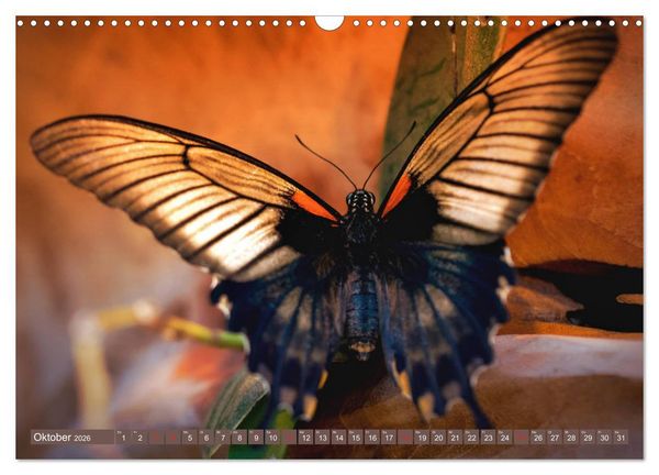 Produktbild: Schmetterlinge im Fokus (Wandkalender 2026 DIN A3 quer), CALVENDO Monatskalender
