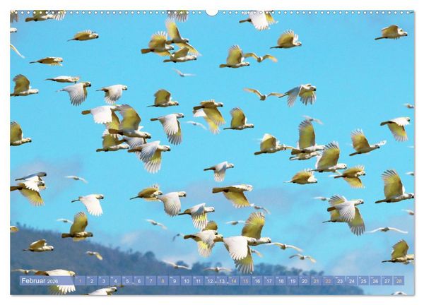 Produktbild: Farbenfrohe Papageien (Wandkalender 2026 DIN A2 quer), CALVENDO Monatskalender