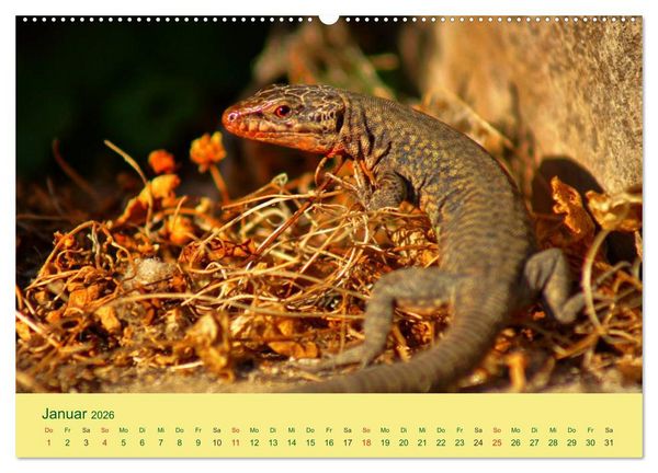 Produktbild: Flinke Eidechsen (Wandkalender 2026 DIN A2 quer), CALVENDO Monatskalender