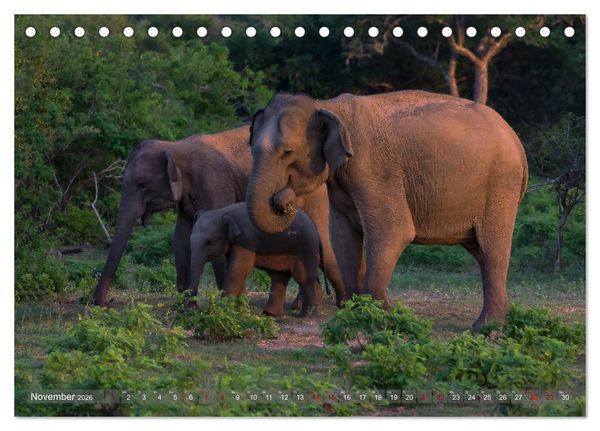 Produktbild: Reise nach Sri Lanka (Tischkalender 2026 DIN A5 quer), CALVENDO Monatskalender