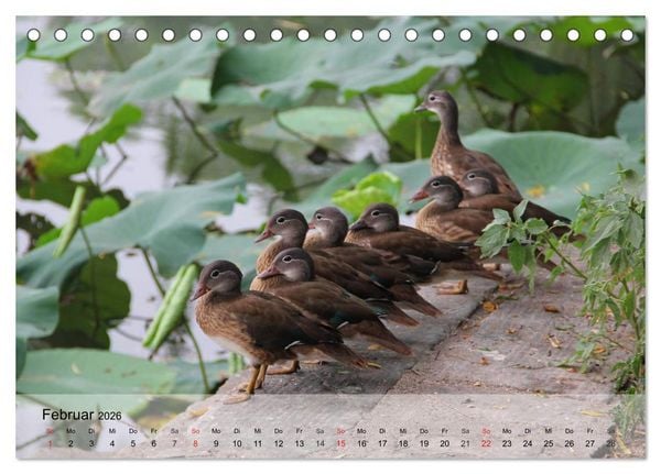 Produktbild: G&auml;nse und Enten. Schnattern, watscheln, quaken! (Tischkalender 2026 DIN A5 quer), CALVENDO Monatskalender