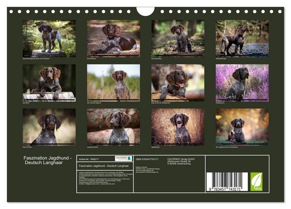 Produktbild: Faszination Jagdhund - Deutsch Langhaar (Wandkalender 2026 DIN A4 quer), CALVENDO Monatskalender