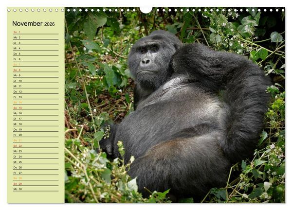 Produktbild: Ugandas wilde Menschenaffen (Wandkalender 2026 DIN A3 quer), CALVENDO Monatskalender