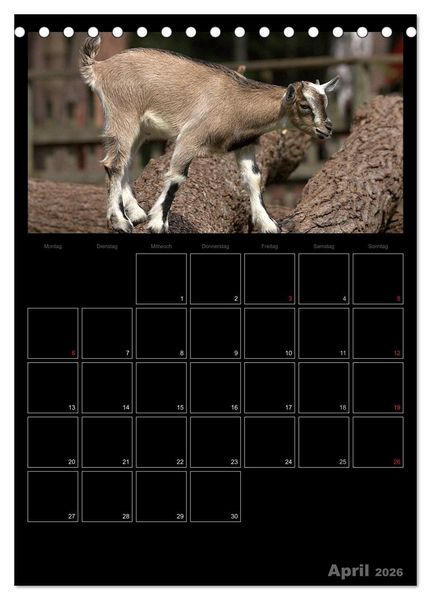 Produktbild: Zwergziegen (Tischkalender 2026 DIN A5 hoch), CALVENDO Monatskalender
