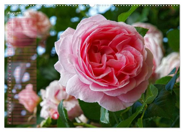 Produktbild: Lass Rosen sprechen (Wandkalender 2026 DIN A2 quer), CALVENDO Monatskalender
