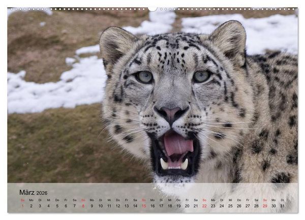 Produktbild: Leoparden. Elegante J&auml;ger (hochwertiger Premium Wandkalender 2026 DIN A2 quer), Kunstdruck in Hochglanz