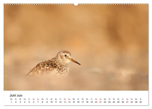 Produktbild: Spitzbergenkalender (hochwertiger Premium Wandkalender 2026 DIN A2 quer), Kunstdruck in Hochglanz