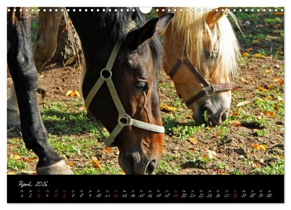 Produktbild: Pferdegefl&uuml;ster (Wandkalender 2026 DIN A3 quer), CALVENDO Monatskalender