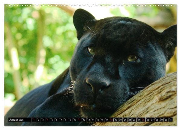 Produktbild: Regenwald &bull; Tiere im Dschungel (hochwertiger Premium Wandkalender 2026 DIN A2 quer), Kunstdruck in Hochglanz