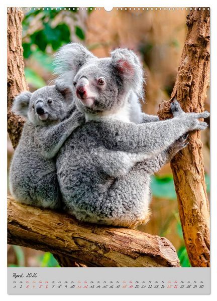 Produktbild: Koala, kleiner B&auml;r (hochwertiger Premium Wandkalender 2026 DIN A2 hoch), Kunstdruck in Hochglanz