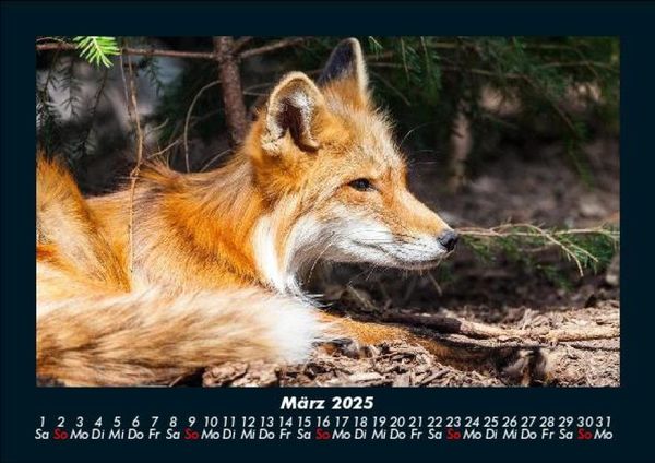Produktbild: Welt der Tiere 2025 Fotokalender DIN A5