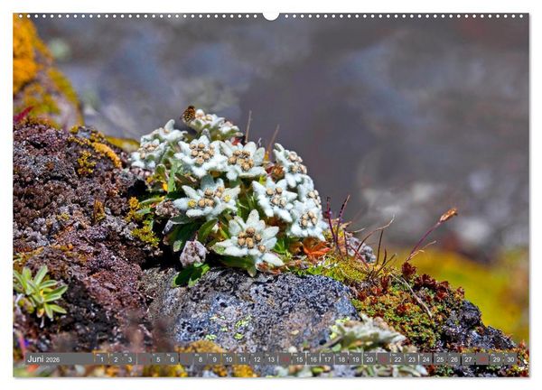 Produktbild: Meine sch&ouml;nsten Alpenblumen (Wandkalender 2026 DIN A2 quer), CALVENDO Monatskalender