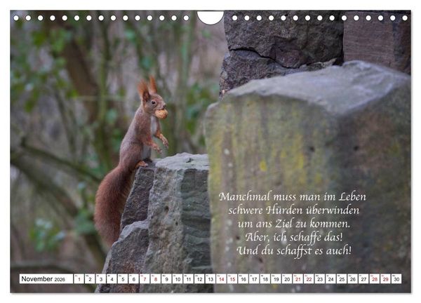 Produktbild: Tipps von Eichh&ouml;rnchen an Eichh&ouml;rnchenliebhaber (Wandkalender 2026 DIN A4 quer), CALVENDO Monatskalender