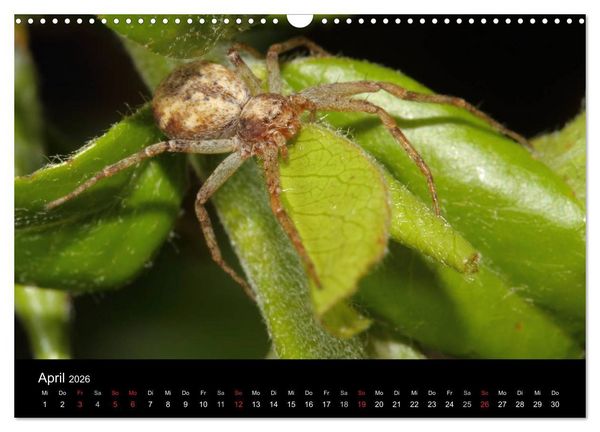 Produktbild: Unsere Spinnen - im Gespr&auml;ch (Wandkalender 2026 DIN A3 quer), CALVENDO Monatskalender