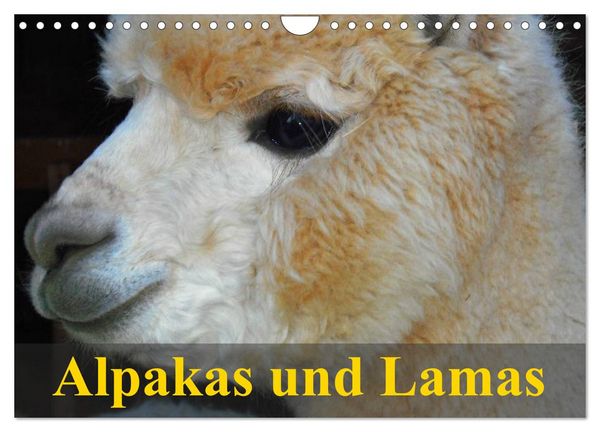 Produktbild: Alpakas und Lamas (Wandkalender 2026 DIN A4 quer), CALVENDO Monatskalender