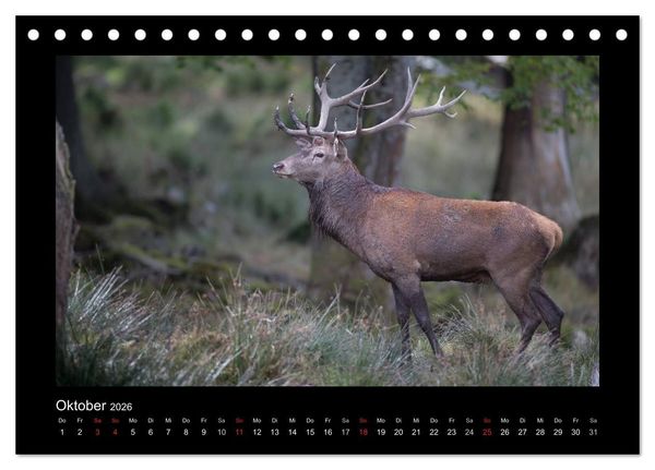 Produktbild: Wolf, Luchs und Co. - Tierbilder aus dem Bayerischen Wald (Tischkalender 2026 DIN A5 quer), CALVENDO Monatskalender