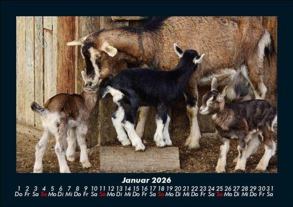 Produktbild: Der Tierkalender 2026 Fotokalender DIN A5