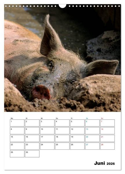 Produktbild: Schweine 2026 (Wandkalender 2026 DIN A3 hoch), CALVENDO Monatskalender