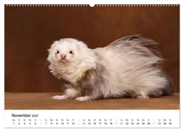 Produktbild: Frettchen - Ferrets (hochwertiger Premium Wandkalender 2027 DIN A2 quer), Kunstdruck in Hochglanz