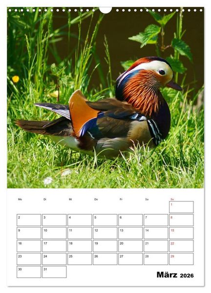 Produktbild: Liebenswerte Enten (Wandkalender 2026 DIN A3 hoch), CALVENDO Monatskalender